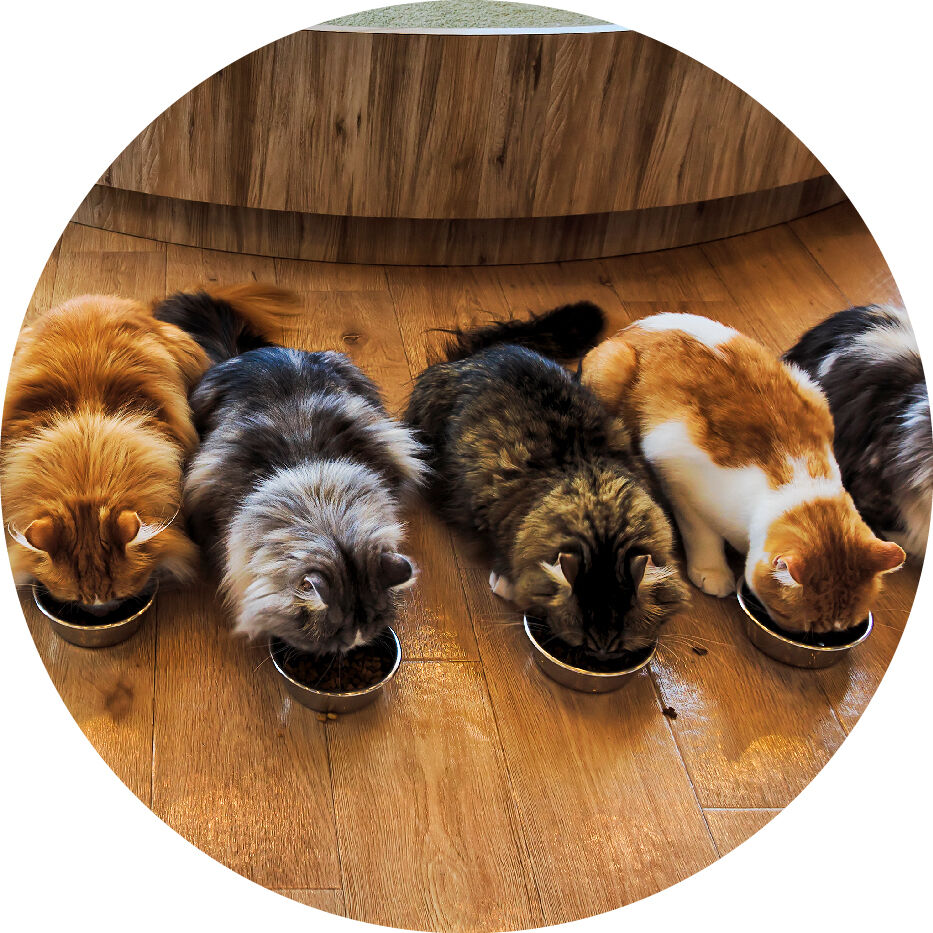 multiple cats eating from bowls